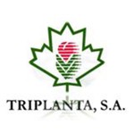 triplanta
